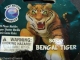 2-16-BOBBY BENGAL TIGER.JPG